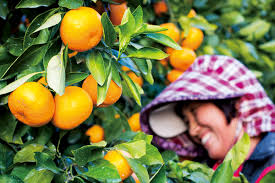 Sekitar 13% dari produk ini adalah limau segar, 3% adalah buah organik, dan 1% adalah jus buah & sayuran. Murah Buah Limau Jeju Mandarins Manis Ada Jual Di Jasons Food Hall Wanista Com