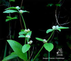 Image result for Rotala tenella