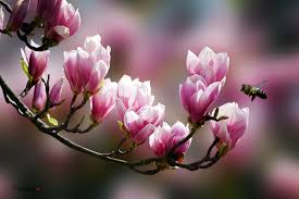 Image result for hoa xuan images