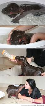 Harry The Baby Hippo Cute Baby Animals Animals Funny Animals