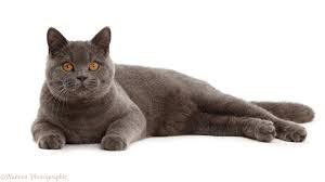 British shorthair cat for sale your number one british shorthair kittens breeder. Blue British Shorthair Cat Photo Wp43041