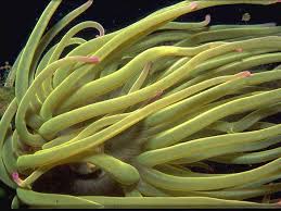 Image result for Aneilema nicholsonii