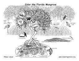 Florida coastal animals coloring page. Mangrove Coloring Page