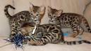 What Makes Bengal Cats So Special, and What Are Their ...