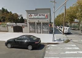 Its very convenient to us and the owner and staff are very friendly and accommodating. Bensonhurst Puppy Dealer Scrutinized After Yorkie Death Updated Bklyner