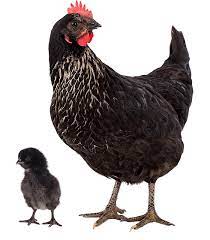 Gallinas Ponedoras Todo Sobre Crianza Y Manejo