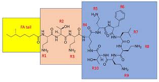 Sila semak laman web ini untuk maklumat terkini. Frontiers Polymyxins And Their Potential Next Generation As Therapeutic Antibiotics Microbiology