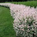 Buy Salix Integra 'hakuro-nishiki' Dappled Willow Tree Bush Shrub ...