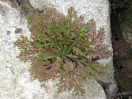 Image result for Selaginella eublepharis