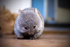 12 Photos To Prove That Wombats Really Are The World S Cutest Animal Cute Animals Baby Wombat Cute Baby Animals