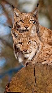 Pin On Lynx Love