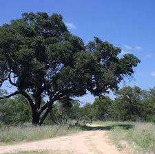 Image result for Berchemia discolor