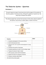 Image Result For Matching Hormones With Endocrine Glands Endocrine System Endocrine Glands