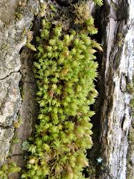 Image result for Olax obtusifolia