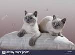 British Blue point cat