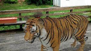 Google Ar Search Now Pulls Animals Off The Screen And Into Your Room Animals Ar Filter Augmented Reality