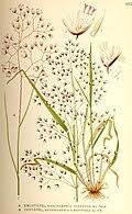 Image result for Avenella flexuosa