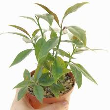 Image result for Pereskia aculeata