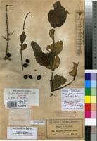 Image result for Ziziphus abyssinica