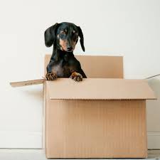 Le carton, c'est un des matériaux que l'on peut trouver gratuitement et qui peut servir à fabriquer tout un tas de choses, voici donc quelques idées pour trouver des cartons… catégorie diy : 5 Endroits Ou Recuperer Des Cartons De Demenagement Gratuits Femme Actuelle Le Mag