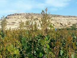 قات مريسي Outdoor Plants Farmland