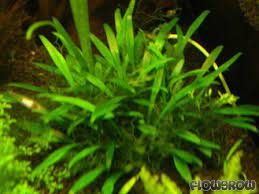 Cryptocoryne parva is the smallest of all the cryptocoryne (crypt) species. Cryptocoryne Parva Flowgrow Aquatic Plant Database