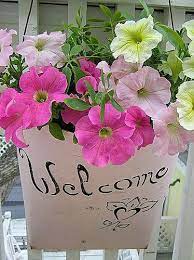 Sap Bucket Pink 1 Flower Garden Pictures Petunia Plant Petunias