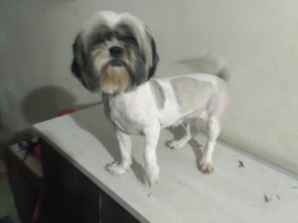 Dog grooming product image