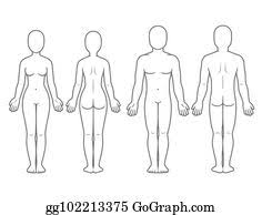 Male and female body chart male and female body chart, front and back view. Human Body Outline Clip Art Royalty Free Gograph