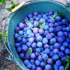 According to damson plum tree information, fresh damson plums (prunus insititia) are bitter and unpleasant, so damson plum trees aren't recommended if you want to eat sweet, juicy fruit straight off the tree. Jam Session Damson Plums Milkwood Permaculture Courses Skills Stories