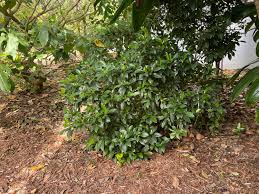 Image result for Hippocratea parvifolia