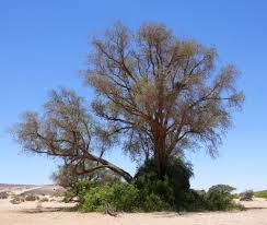 Image result for Faidherbia albida