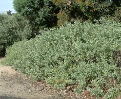 Image result for Atriplex