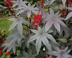 Der rizinusbaum erreicht höhen bis zu 4m. Rizinus Wunderbaum Ricinus Communis Pflanzen Und Pflegen Mein Schoner Garten