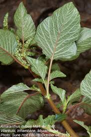 Image result for Amaranthus dubius
