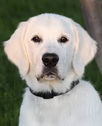 Pin By Courtney Day On Poppy In 2020 Golden Retriever White Dogs Golden Retriever English Golden Retrievers