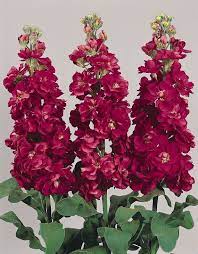 Stock Matthiola Incana Ten Week Crimson Gillyflower Night Scented 40 Seeds Fragrant Flowers Flower Seeds Flower Care