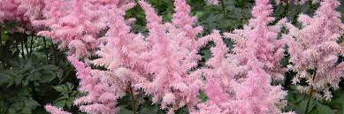 Astilbes For Sun And Shade Estabrook S