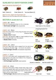 Dung Beetle Identification Chart Part 1 Black Beetles