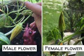 Female marijuana plants take a bit longer than males to show their first signs after being changed over to flowering. 5 Easy Tips For How To Grow Spaghetti Squash From Seed Breathing Garden