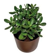 Image result for Croton pseudopulchellus