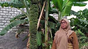 We did not find results for: Sempat Disebut Hoaks Pohon Pisang Berbuah Ribuan Ini Bikin Heboh Tribunnews Com Mobile