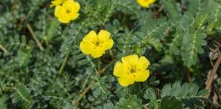 Epingle Sur Le Tribulus Terrestris