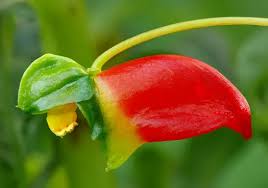 Image result for Impatiens oreocallis