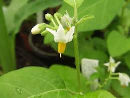 Image result for Solanum aethiopicum