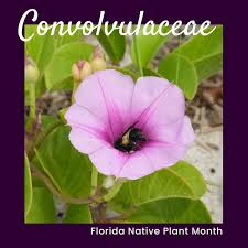 Image result for Convolvulaceae
