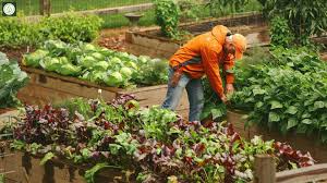 How to start your own natural & healthy garden (cheap, city, urban, survival, natural, bug, easy green house plan,. Great Ideas For Growing Your Own Organic Garden Autumn People