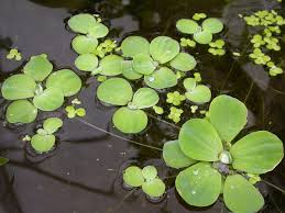 Image result for Pistia