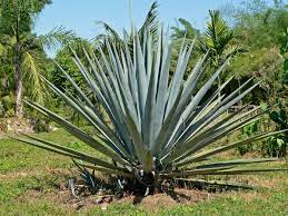 It is the root of the agave. Blue Agave Wikipedia
