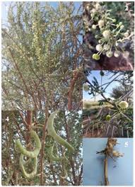 Image result for Acacia gerrardii